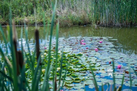 Ismeretterjesztő séták a Sóstón a Gyöngyvirág Egyesülettel